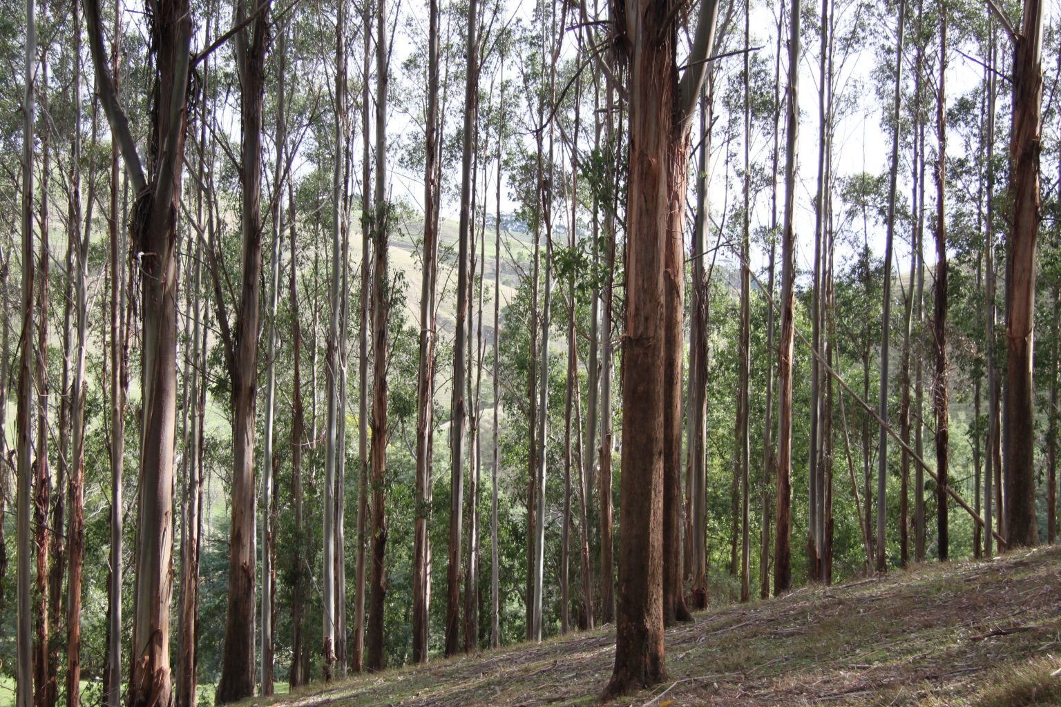 Thoughtful forestry and a great story