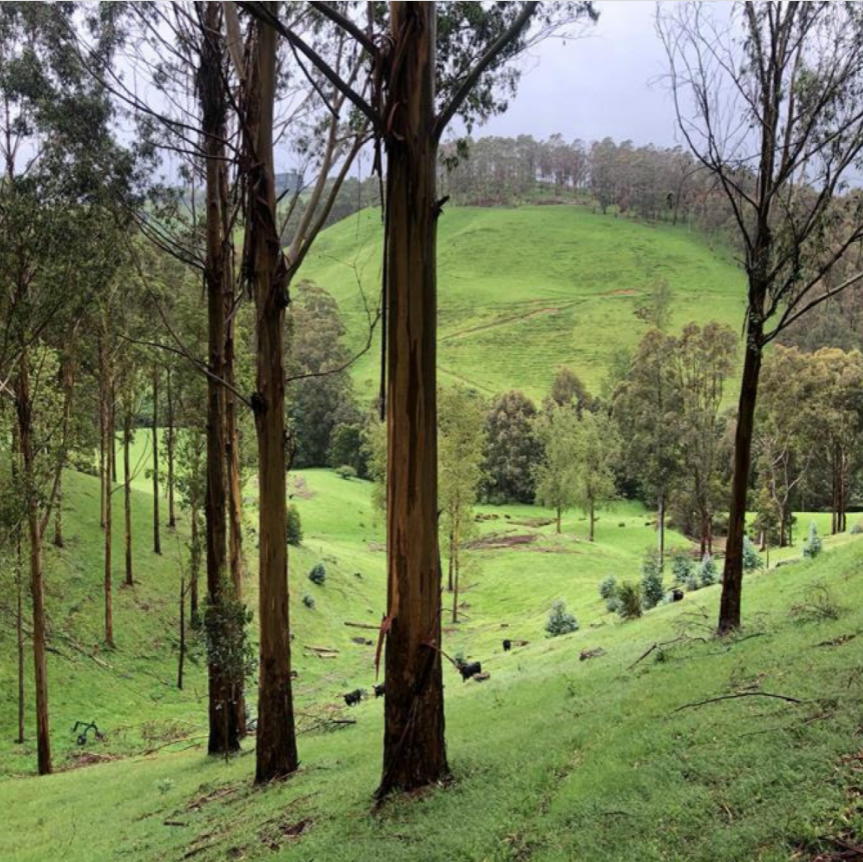 The Best Time to Plant a Tree