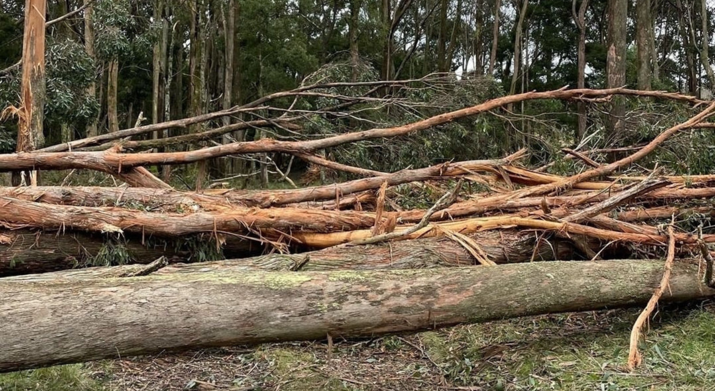 Stormfallen Salvage Timber CERES Fair Wood