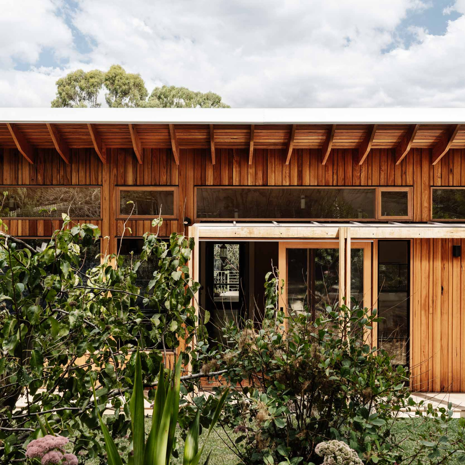 Southern Blue Gum Cladding