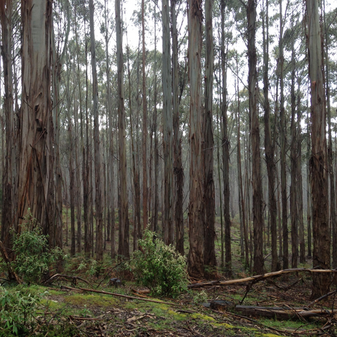 Shining Gum standing at John and Di Lord's Northern Tasmanian tree farm