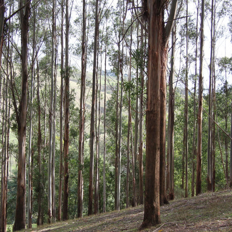 Southern Blue Gum Cladding